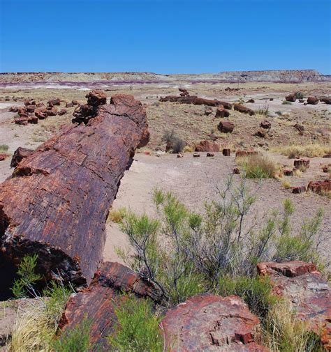 petrified forest national park grand canyon